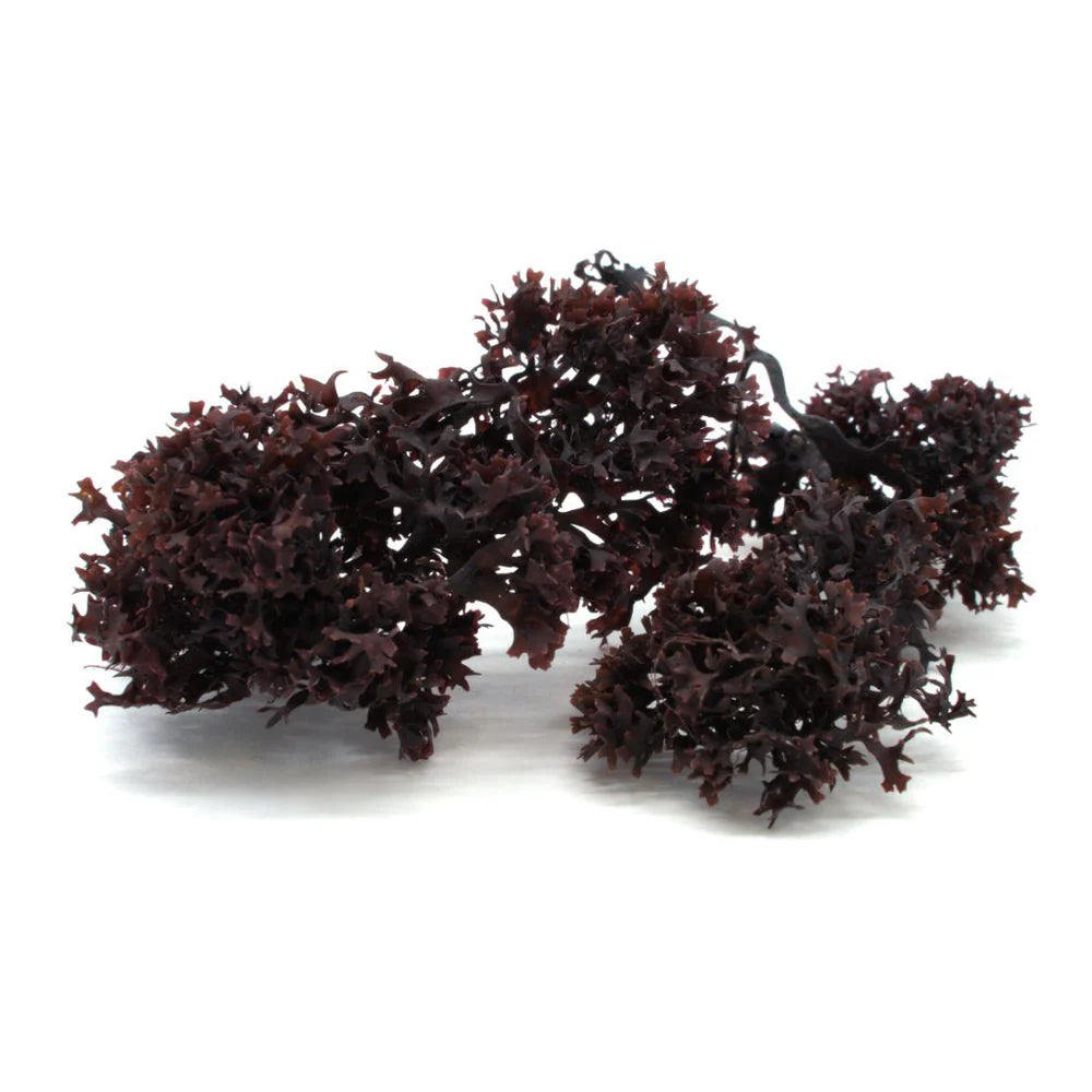 RAW PURPLE SEA MOSS (CHONDRUS CRISPUS) Irish Moss sold in “8 ounce”