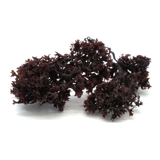 RAW PURPLE SEA MOSS (CHONDRUS CRISPUS) Irish Moss sold in “8 ounce”